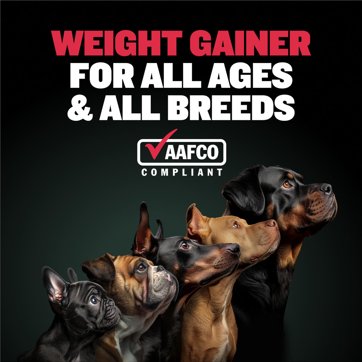 High-Calorie Liquid Weight Gainer & Soft Chews for Dogs Q48072